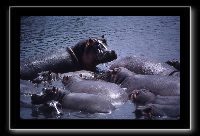 20hippo2.jpg