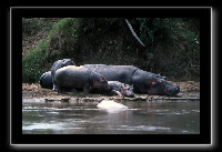 9hippo4.jpg